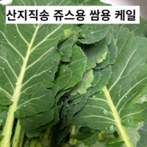 산지직송 케일 1kg 2kg 케일 한박스 즙용 쥬스용 주스용 쌈 쌈채소 봄채소