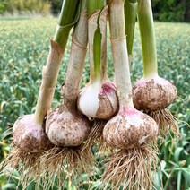 산지직송 충남 서산 전병호님의 난지형 햇 통마늘 5kg (대), 단품없음