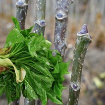 묘목/ 민엄나무[가시없는]근삽1년특 /3주 KS716, 1개