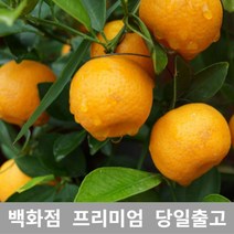 가락청과네 한라봉 10kg 제주한라봉 제철 제주도 가격 7726739EA, 1, 본상품선택