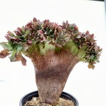 [나애다육] 캐시미어바이올렛철화 (75-1221)