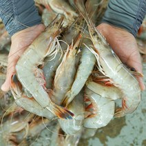 맛수러움 안면도 자연산 대하 왕새우 1kg, 1개, 자연산 대하 1kg(30미내외) - 냉동