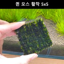 [수초몰] 퀸모스 5cm * 5cm 활착판 / 활착 모스 초보수초 음성수초 활착수초 활착모스 모스활착 피규어모스 화산석활착 구피 새우 수초맛집 피규어활착 피규어 모스볼 마리모, 3개