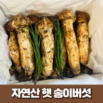 [최고급] 자연산 햇 송이버섯 500g 1kg 국산 산지 직송 생 송이버섯 국내산 명절 추석 부모님 선물세트 (선물박스+황금보자기), 1개, 500g (1등품)