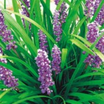 재래종 맥문동 산야초 종자 품종 식물 씨 씨앗 100립 약용뿌리 여러해살이 지피 _ 22092786EA, 쿠팡 3번샵 본상품선택