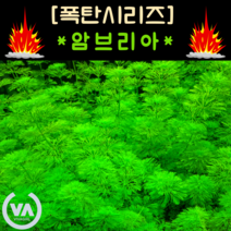 [수초폭탄] 기간한정 반값할인!!! 누구나 쉽게 기르는 국민수초 암브리아 (50촉) / 초보수초 인기수초