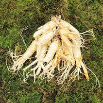 금산인삼 수삼 흠있는 특난발삼 흠삼 700g 세척인삼 8~9뿌리