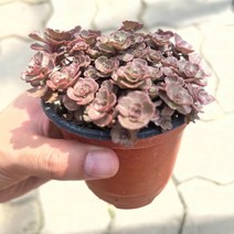 [가든테라스] 단풍세덤 다육식물 미니다육, 1개