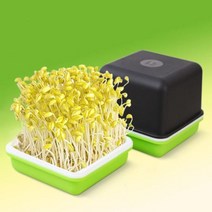 오스린 콩나물 키우기 수경재배 키트 씨앗 포함, 1.콩나물키우기세트, 1세트