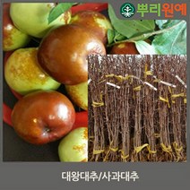 대추 나무 묘목 왕대추 사과대추 나무 상왕대추2년생