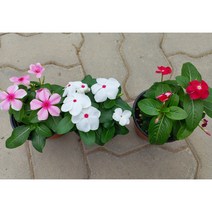 일일초 분홍꽃 빨간꽃 흰꽃 2포트 매일초 야생화 풀잎이야기, 분홍꽃(2포트)