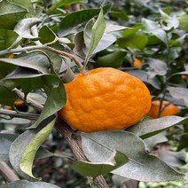 설국향 수라향 제주 신비향 아스미 10kg, 1개