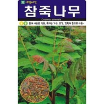 AR 참죽나무 씨앗