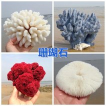 철갑상어키우기 구피암컷 베타암컷 천연 산호 화초 돌패각 소라껍데기 조경 가구 장식, 38 해국꽃산호 1314cm