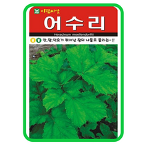 어수리씨앗 50립 약초종자 어수리씨