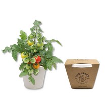 마이팜 친환경 방울토마토 키우기 반려식물