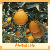 귤나무 묘목 한라봉 키50cm 결실주 1개