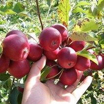 미니사과나무(알프스오토메)수고1.8M(R3CM)묘목/G0494, 1개