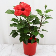 덴마크무궁화 노지월동 야생화 무궁화묘목
