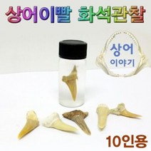 상어이빨 화석 관찰통 세트 10인용