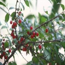 이스라지 3년생 H06~08 산앵두 유실수 과실수 가정과수 정원수 정원가꾸기, 상품선택