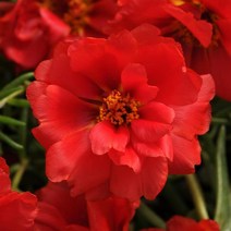 채송화 해피아워 컬러선택 (꽃씨앗/10립)마운드타입 Portulaca, 딥레드