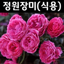 식용장미(돌체) 묘목 개화주 화분 1개
