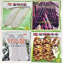 찰옥수수 오색 보라흑찰 미소찰 찰옥4호 초당 옥수수 씨앗 종자, 미소찰 250립