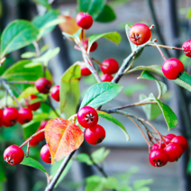 아로니아 (레드초크베리) 안토시아닌 폴리페놀 최고함량 / 실1년생 2주묶음 MT32-0, 2개