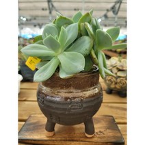 [다육소풍] 백봉, 1개