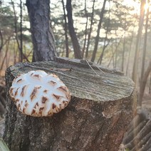 향부터 다른 자연산 말린표고버섯 효능(통표고) 80g, 1개