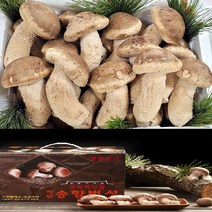 송이버섯 (송향)송화버섯 송고버섯 선물용 오전12시전주문시 내일도착(주말 및 공휴일 제외), 1박스, 선물용(특)1kg