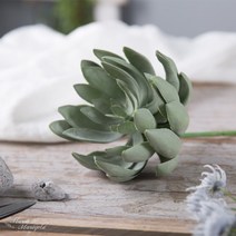 에케베리아 다육_21cm FMRJ351-5981, 단품