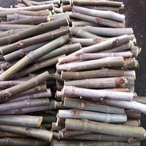 무화과 삽목용가지, 30개, 승정도후핀