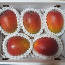 [제주농부] 산지직송 고당도 제주 서귀포 애플망고, 제주애플망고 3kg(7-8과)