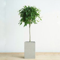 개업화분 대형 벤자민 빈티지그레이사각화분 거실 공기정화식물, 필요없음, 기본서랍식