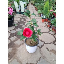 블랙로즈동백 중품