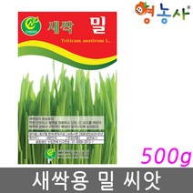 새싹 밀씨앗 500g, 1개
