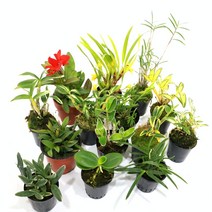 오키다리움 석곡 착생란 테라리움 석부작 목부작 미니분경, 11. 소엽, 1개