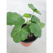 앤틱로즈 제라늄 소품