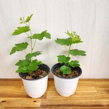 블랙사파이어포도나무 2개 블랙사파이어포도묘목 2개묶음상품