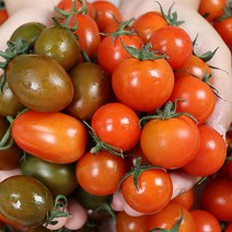 방울토마토 방토 Tomato 방울토마토2kg 3kg, 대추방울 대과3kg (검정빨강혼합)