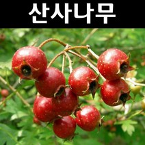 산사나무 묘목 개화주(분) 1개/정원/공원/조경수