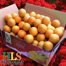 한라산농장 황금향 3KG 고당도 -불만시 무료반품-, 황금향 3KG 랜덤1종 발송 (소/중/중대)