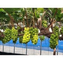 샤인머스켓 조생종 삽목묘 묘목 망고포도, 삽목(조생종)