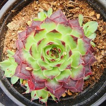 꽃나무팜 길람스바위솔 월동다육이 국민다육 반려식물 선별배송 다육이키우기 키우기쉬운식물