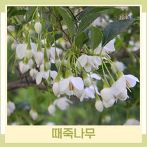 때죽나무 묘목 실생2년생 뿌리묘 5개