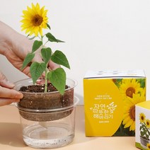 자동물공급 해바라기 키우기 식물 기르기 체험 씨앗 화분 키트, 단품, 단품