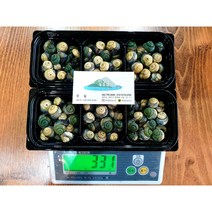 2022 제주도 비양도산 순살왕 보말 2팩(300g) 택배포함 자연산돌미역1팩(250g)포함, 보말2키로