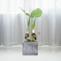 에코플랜트 공기정화식물 개업축하화분 인테리어화분 [서울.경기 평일 당일배송][지방 익일 택배도착]<토요일 오후 일요일 주문건 월요일배송>, 01. 알로카시아 갈색, 1개” class=”wr-img”></a></div></p></div></p></div></p></div><div class=